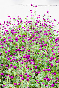 美丽的花朵紫色珍珠图片