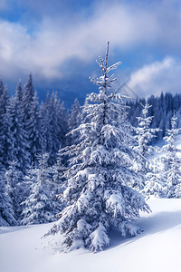 冬天山上的雪树图片