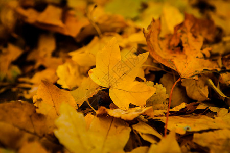 地上的秋叶图片