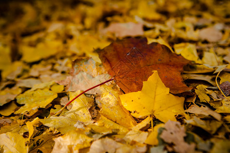 地上的金色秋叶图片