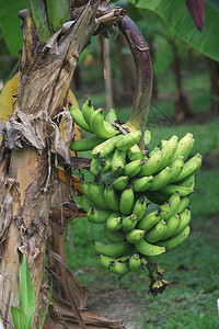 香蕉树干和水果图片