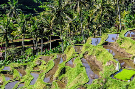 巴厘岛稻田风景图片