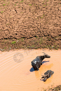 水牛排在湄公河附近图片