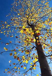 秋季大树黄红叶图片