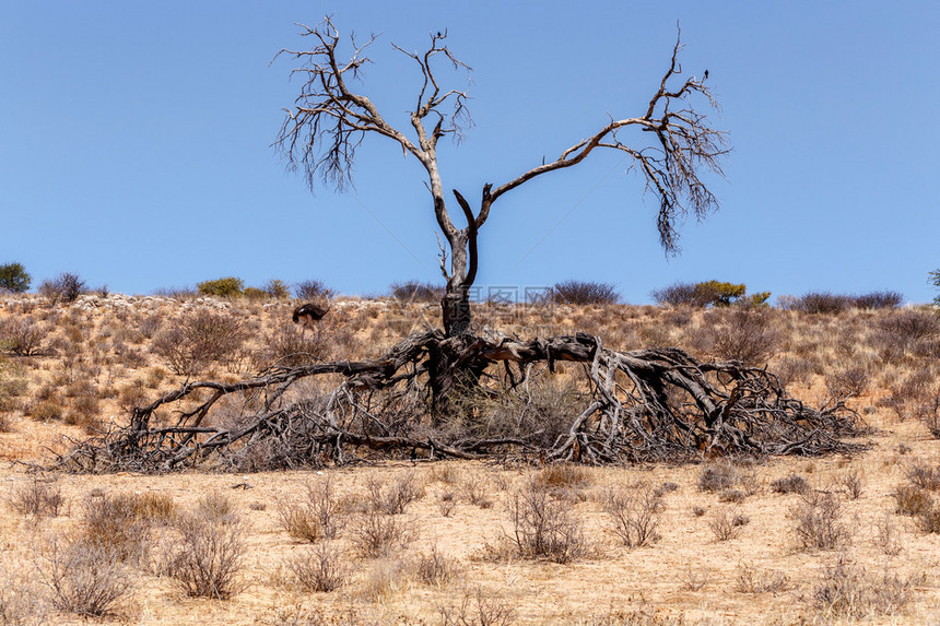 干旱景观中孤独的死树图片