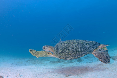 潜水时绿海龟在水下向你走来图片