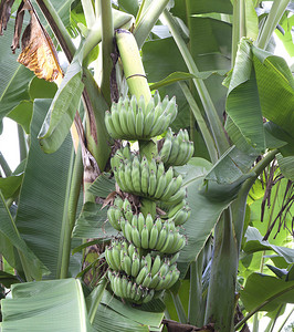 香蕉植物果实图片