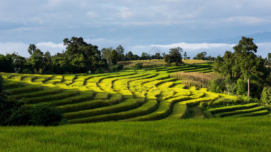 泰国北部的田间稻田PapongPaongp图片