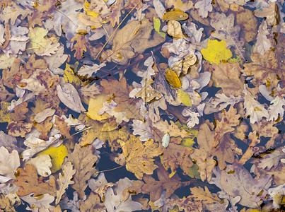 漂浮在水面上的秋叶图片