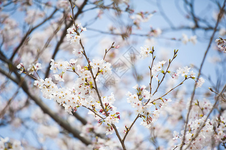 日本白花樱花图片