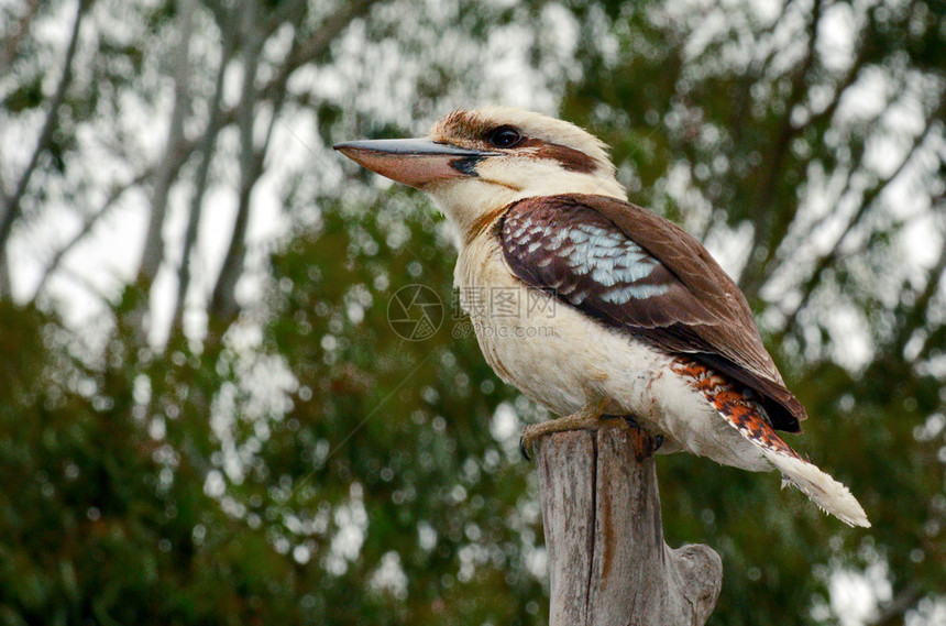 Kookaburra坐在澳洲昆士兰金海岸雨图片