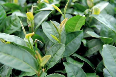 泰国北部茶叶种植图片