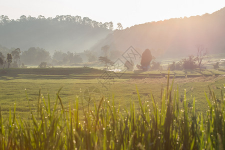 农业种植园的绿色稻田图片
