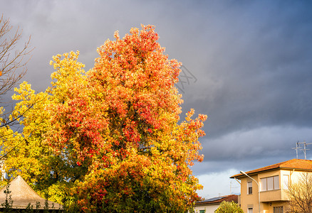 秋天的树木和树叶秋天的美丽色彩图片