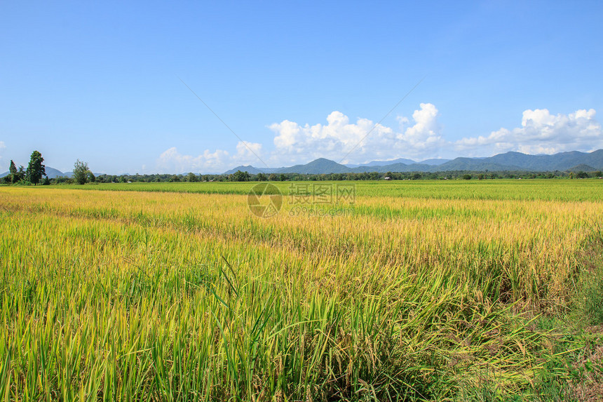 绿色水稻植物和蓝天背景图片