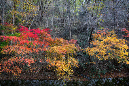 韩国迈山秋天的五颜六色的树木图片