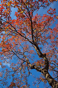 秋天的大树和叶图片