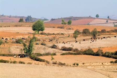 缅甸Pindaya农村地区农村地貌图布图片