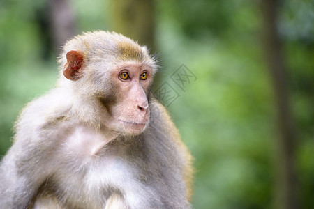 贵阳黔灵山公园的猕猴高清图片