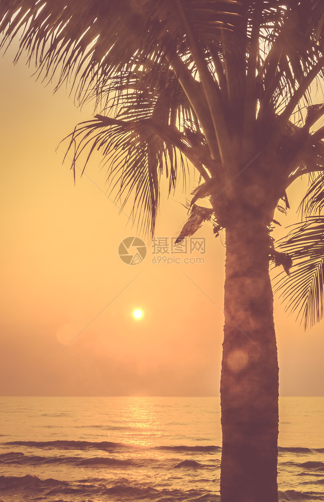 Silhouette棕榈夕阳古代图片