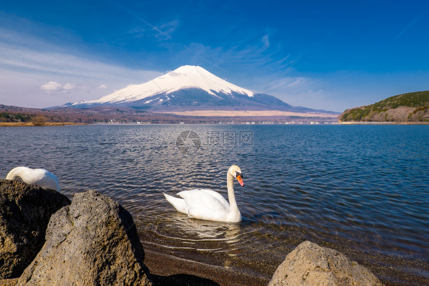 日本雄伟的富士山上的天鹅图片