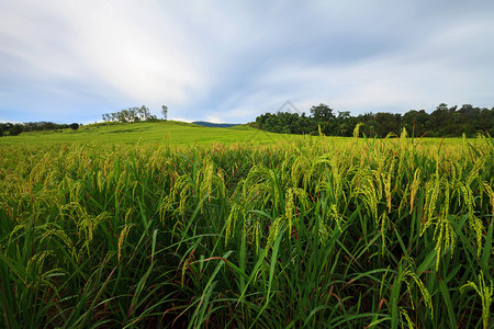 泰国碧差汶的绿色梯田图片