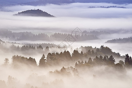晨雾和树木景观图片