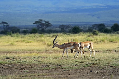 格兰特在非洲草原的瞪羚在他们图片