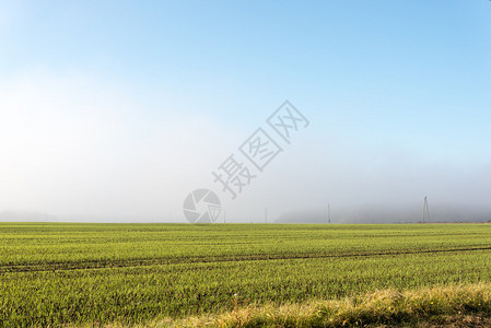 美丽的青绿草原满着浓雾图片