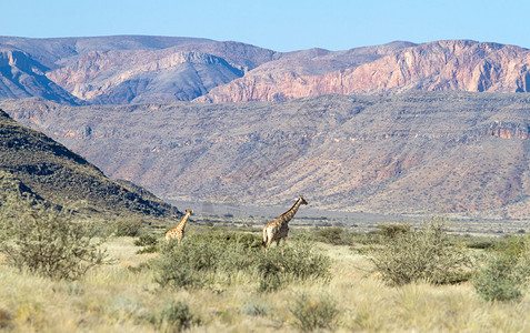 长颈鹿在纳米比亚植被中行走图片