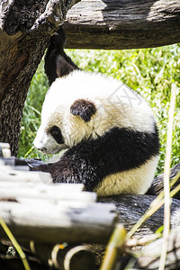 美丽的繁殖熊图片