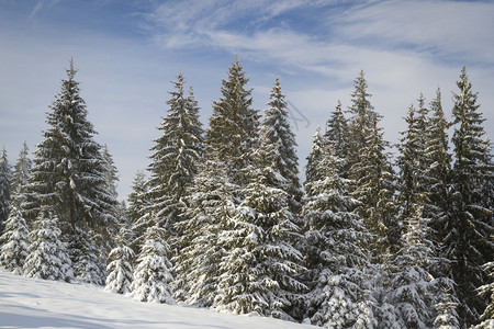 山中高云杉和雪的冬季景观图片