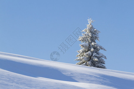 山中高云杉和雪的冬季景观图片