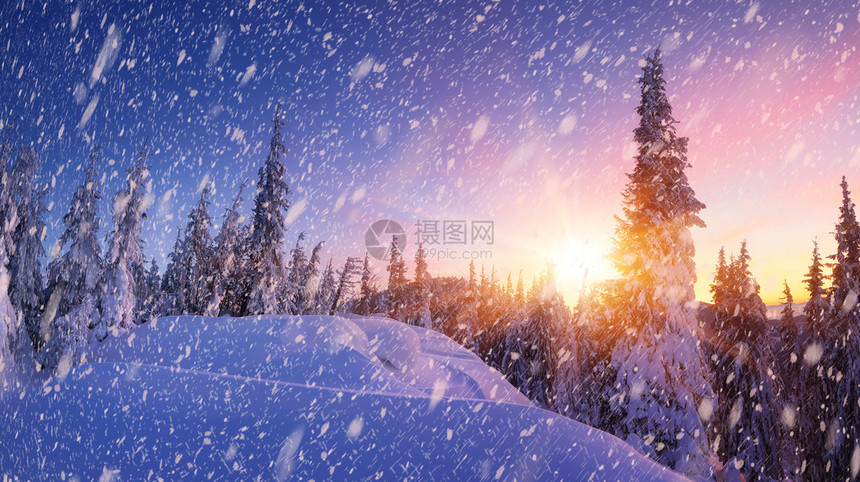 与新鲜雪的圣诞景观冬季全景图片