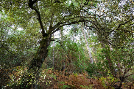 常绿橡树在温带气候荒野森林中图片