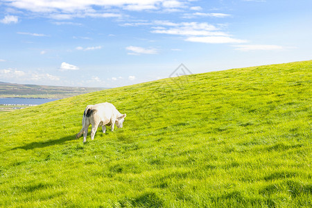 爱尔兰草原上的白牛牧场图片