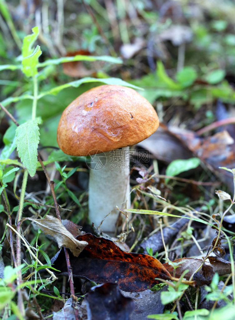 美丽的橙色帽子薄荷蘑菇拍图片