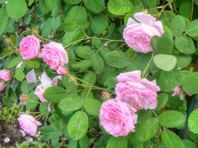 明亮的粉红玫瑰花园里有图片