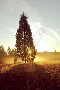 草地上雾蒙的早晨具有复古效果的日出景观照片图片