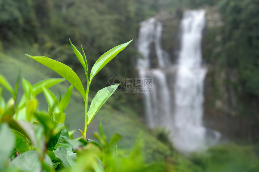 斯里兰卡茶叶图片