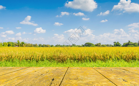 稻田和草地上的木板图片
