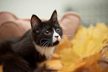 黑猫的肖像有秋叶小掠食动物图片