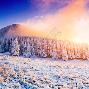 冬天风景树在霜图片