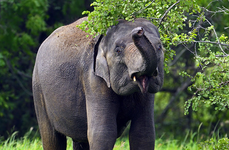 斯里兰卡岛上野生大象高清图片