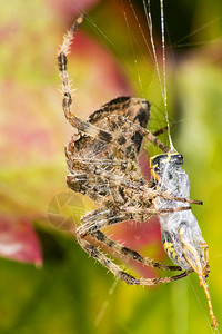 蜘蛛吃猎物图片