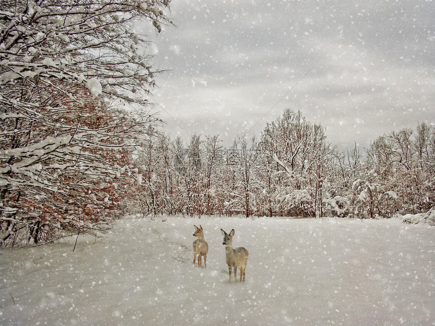 质朴和老化的冬季摄影图片
