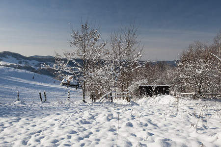 冬季山区风景山丘上有fir树林图片