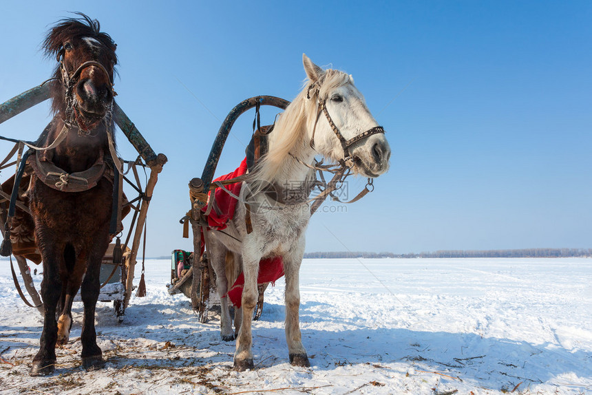 冬天在乡下带着缰绳和马具的两匹马图片