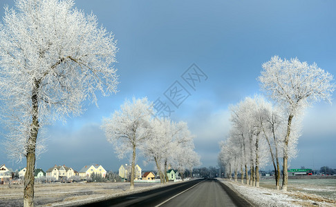 路边有白雪覆盖的树木的冬季道路图片