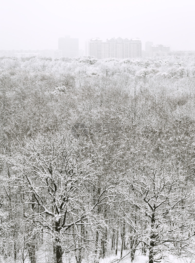 冬季降雪中的雪林和城市房屋的俯视图图片